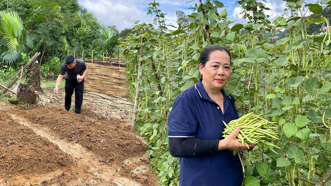 Harvesting Green Bean Garden goes to the market sell Build a garden, Prepare land, Sow seeds