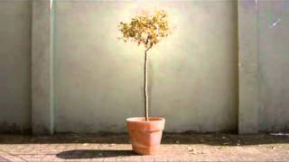 Tree Stop Motion