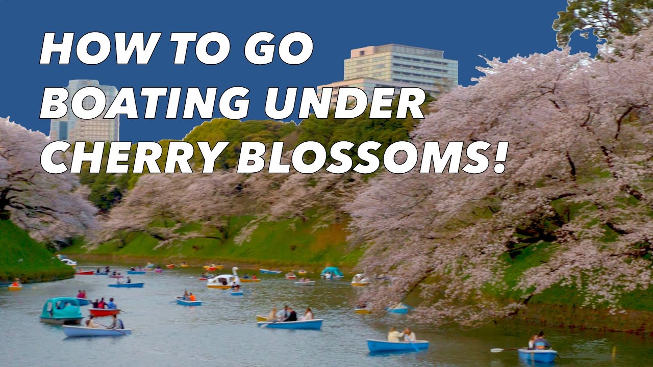 How to Rent Boats for Hanami in Tokyo