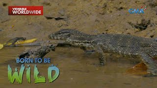 Mga bayawak sa Sabang, Palawan, nagsilbing tagapagbantay ng isla! | Born to be Wild