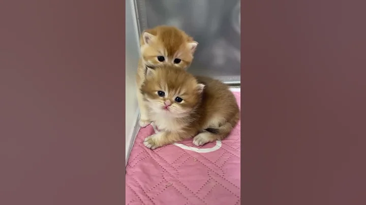 Video 11848891: catlover cats kittycat, funnycats catlove kittycat, kitty catlover funnycats, kitty catlover cats funny, cat kitten cute funny, kitten steals