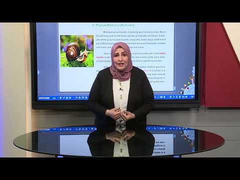 الاحياء للصف الثاني المتوسط المتميزين -Chapter 8 - Phylvm- Mollusea (Mollusks)