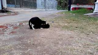 Video mesum pelajar SMP