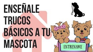 Como enseñarle trucos básicos a tu Mascota  Tips by Natalia Ospina