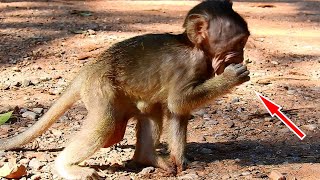 Look Very Pitiful Adorable Baby Bobby Trying Very Hard Finding Foot To eat, He Look Very So Hungry