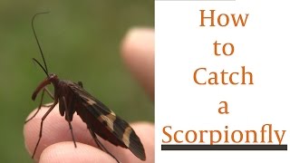 How To Catch A Scorpionfly