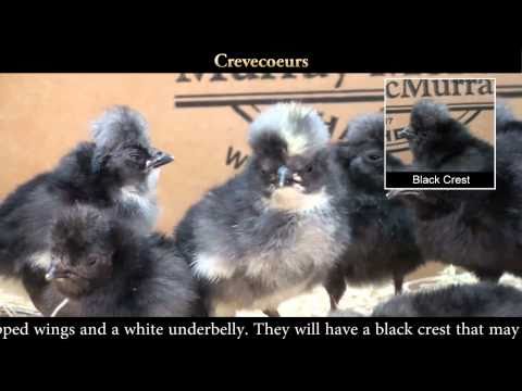 Wideo: Czy kurczaki crevecoeur są miłe?