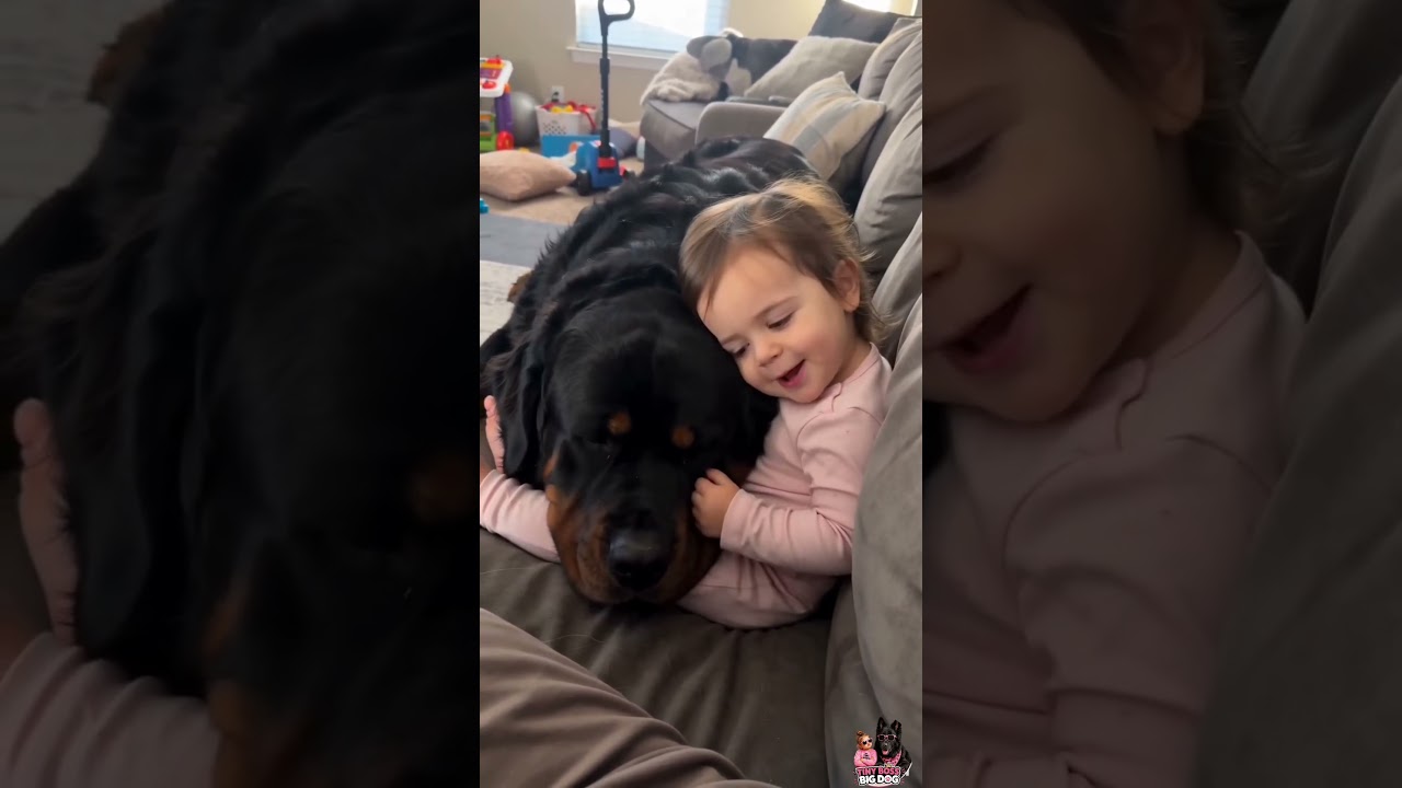 The Dog Became Her Personal Pillow. 😂🐾 #dog #pets #baby #funny #toddlers #viralshorts