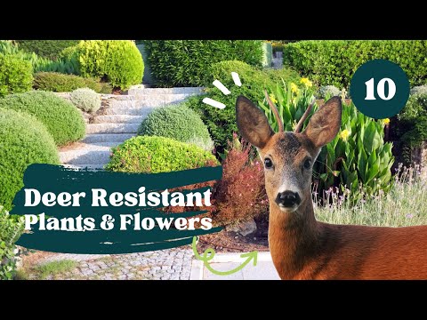 Video: Rastline, odporne na jelene, za cono 8: ustvarjanje vrtov, odpornih proti jelenom, v coni 8