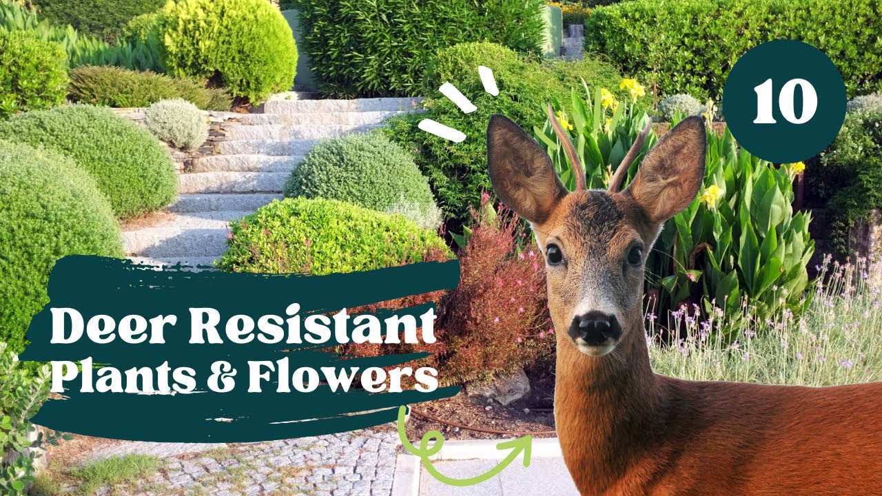 10 Great Deer Resistant Plants and Flowers For Your Garden 🌱 Deer ...