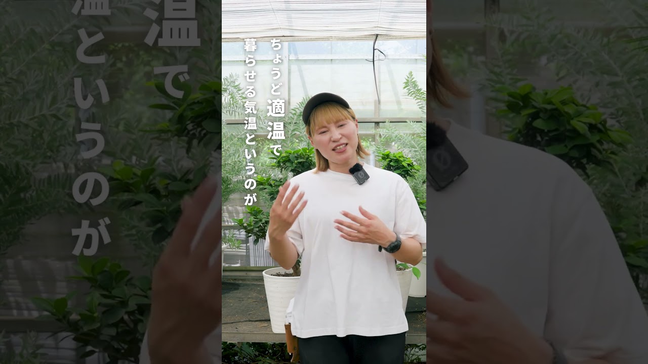 【もう準備した？】夏のお部屋は涼しい空気を循環させて🎐
