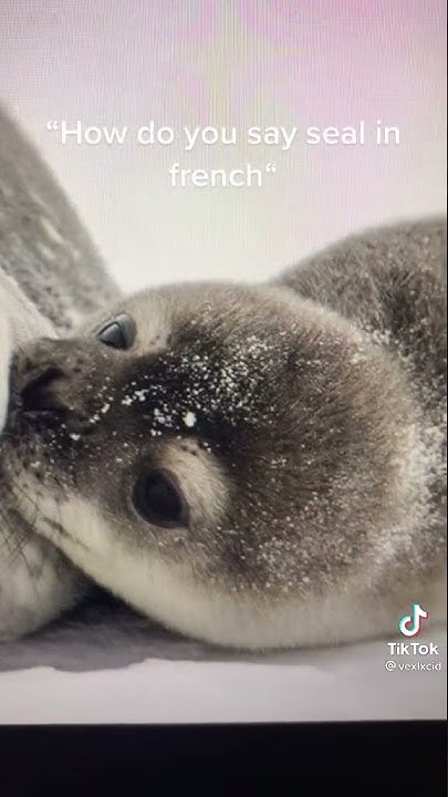 How Do You Say Seal In French Meme HOW SIRI SPELL SEAL IN FRENCH - MEME ORIGINAL - YouTube