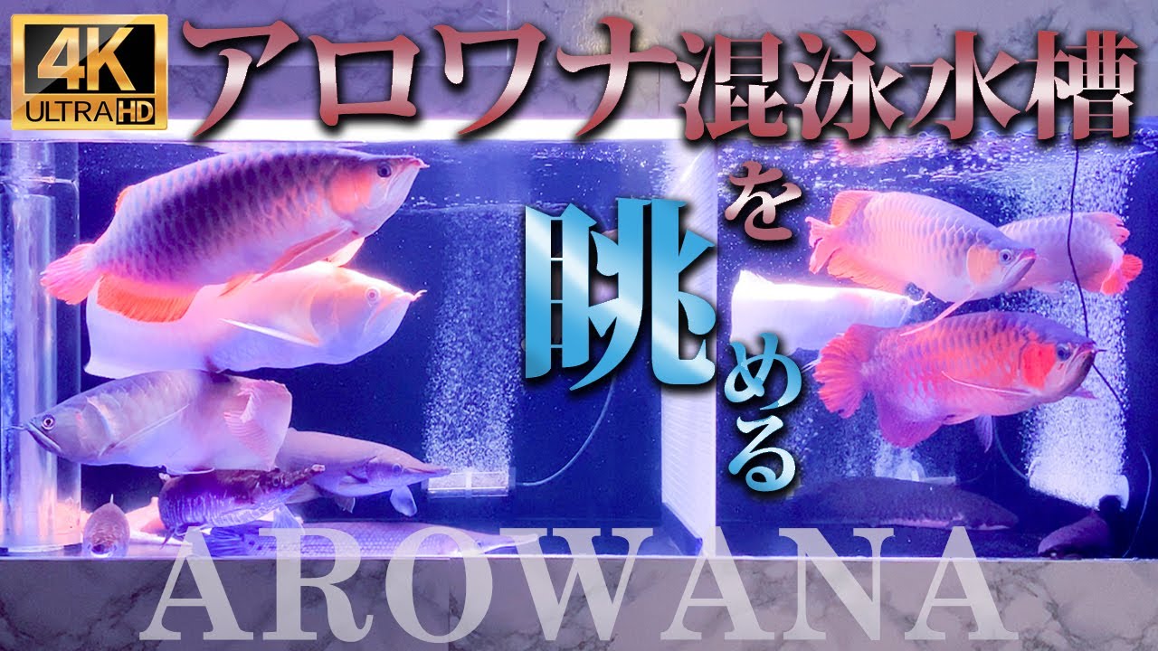 4k アロワナがたくさん泳ぐ大型水槽 ガーパイクやダトニオ混泳水槽 Arowana Fish Youtube