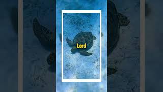 I rise beyond every limitation through Christ who strengthens me.