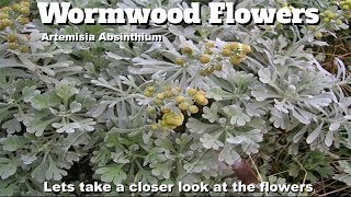 🌿 Artemisia absinthium aka wormwood flowers an update!! ⬆️