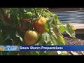 Colorado Farm Welcomes Guests To Pick Produce Before Storm