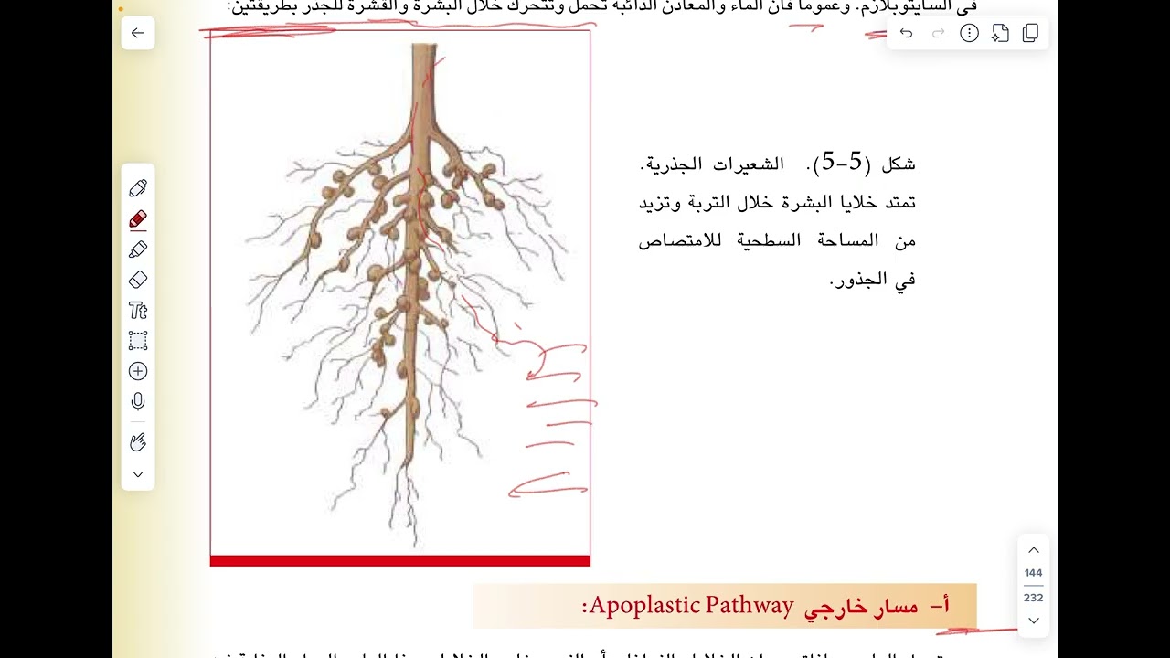 الفصل الخامس النقل المحاضرة الرابعة