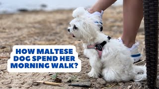 Maltese Dog Morning Walk| Relax Video