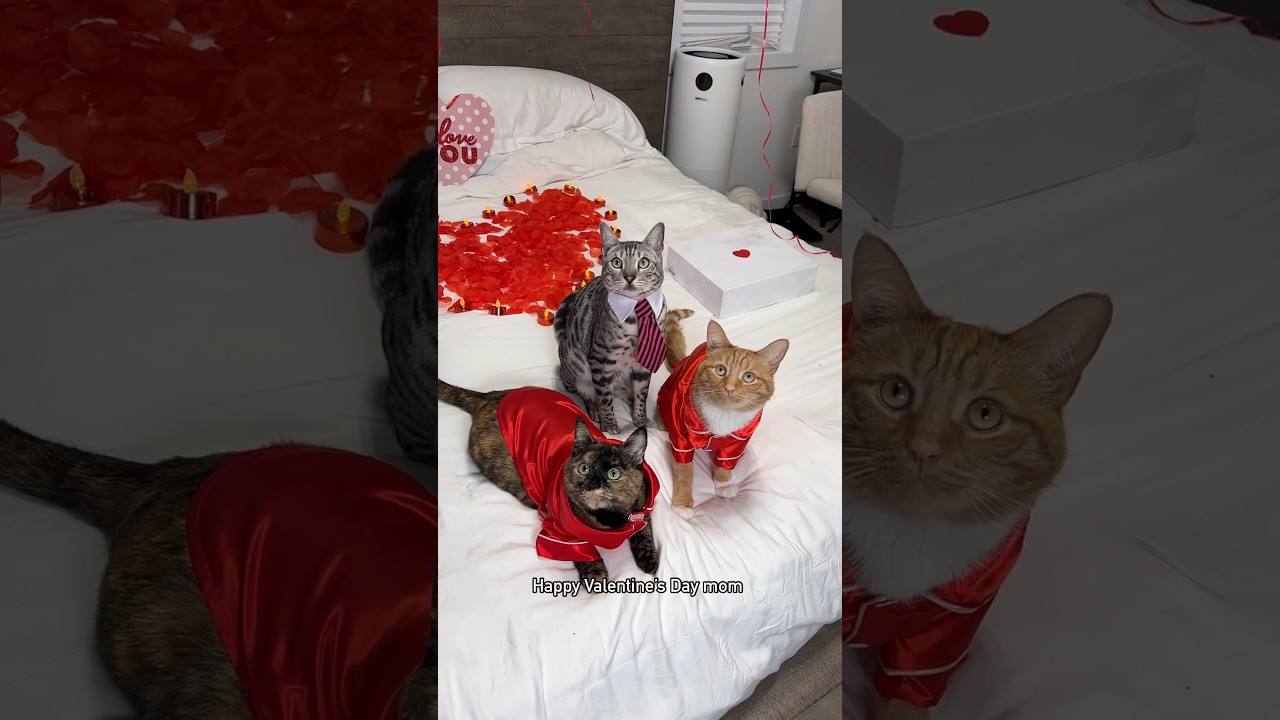 When your cats get creative for Valentine’s Day 😂 