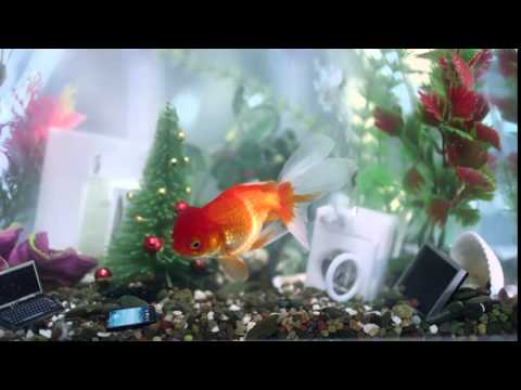 ოქროს თევზი 6