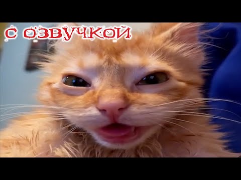 Приколы с котами! С озвучкой! СМЕШНОЕ ВИДЕО ПРО КОТОВ! ВЕСЁЛЫЕ СМЕШНЫЕ ЖИВОТНЫЕ!