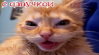 Приколы С Котами! С Озвучкой! Смешное Видео Про Котов! Весёлые Смешные Животные!