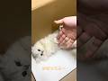 かまってほしいペルシャ
