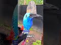 Казуар, самая опасная птица леса 🦅🌿 #животные #милыеживотные