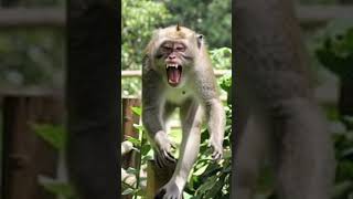 MENGENAL MACACA FASCICULARIS (MONYET EKOR PANJANG)  #hewanbesar #hewanindonesia #animals #hewan