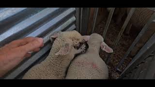 It's Weaning Day!