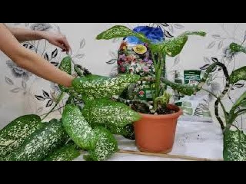Диффенбахия спасение и уход🌱