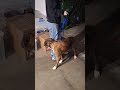 Bella video