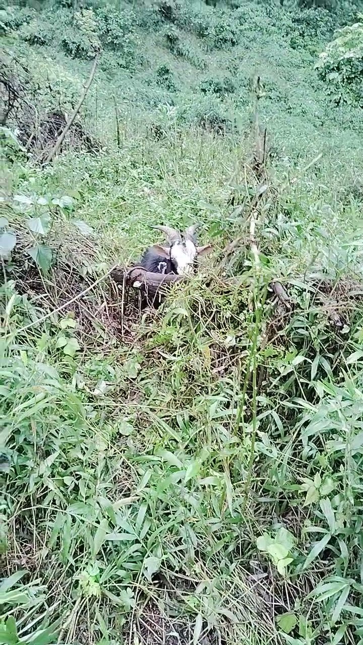 やぎさん🐐 - YouTube