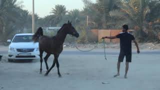 الخيل رحيم تمشي اب الخيل رحيم في الجرن