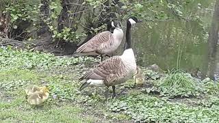 Canadian geese and their gosling MAY 3, 2020 Bronxville Lake alongside BRONX RIVER, New York