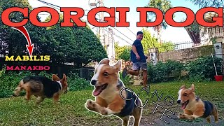 CORGI DOG ||Arman plaza vlog