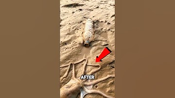 How does a octopus get into a bottle