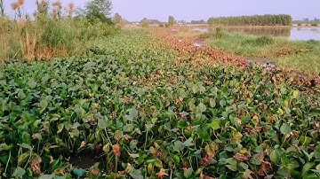 Những Điểm Câu Cá Rô Đồng khi Nước Lũ Rút  @tranchungcuchi @tranchungnhaclinh