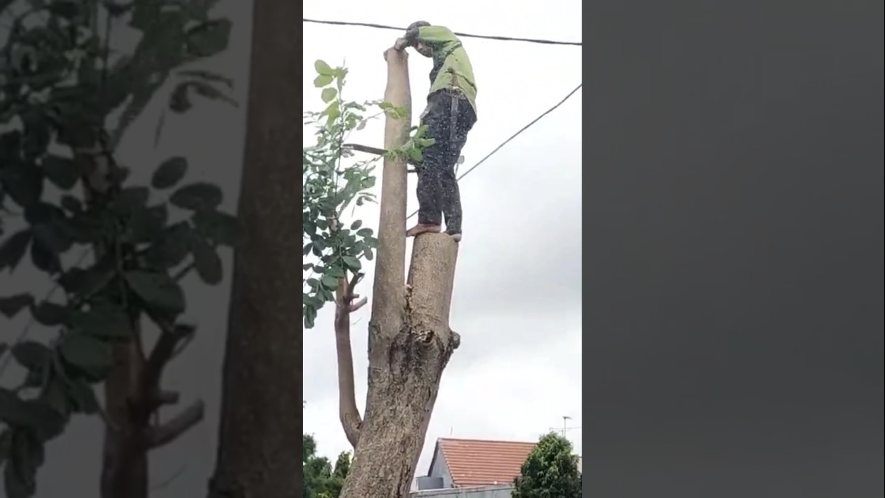 crazy Woodworking projects tips and tricks woodcutting skills Techniques #shortvideo #chainsaw