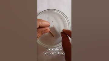 Section cutting of Dicot stem.