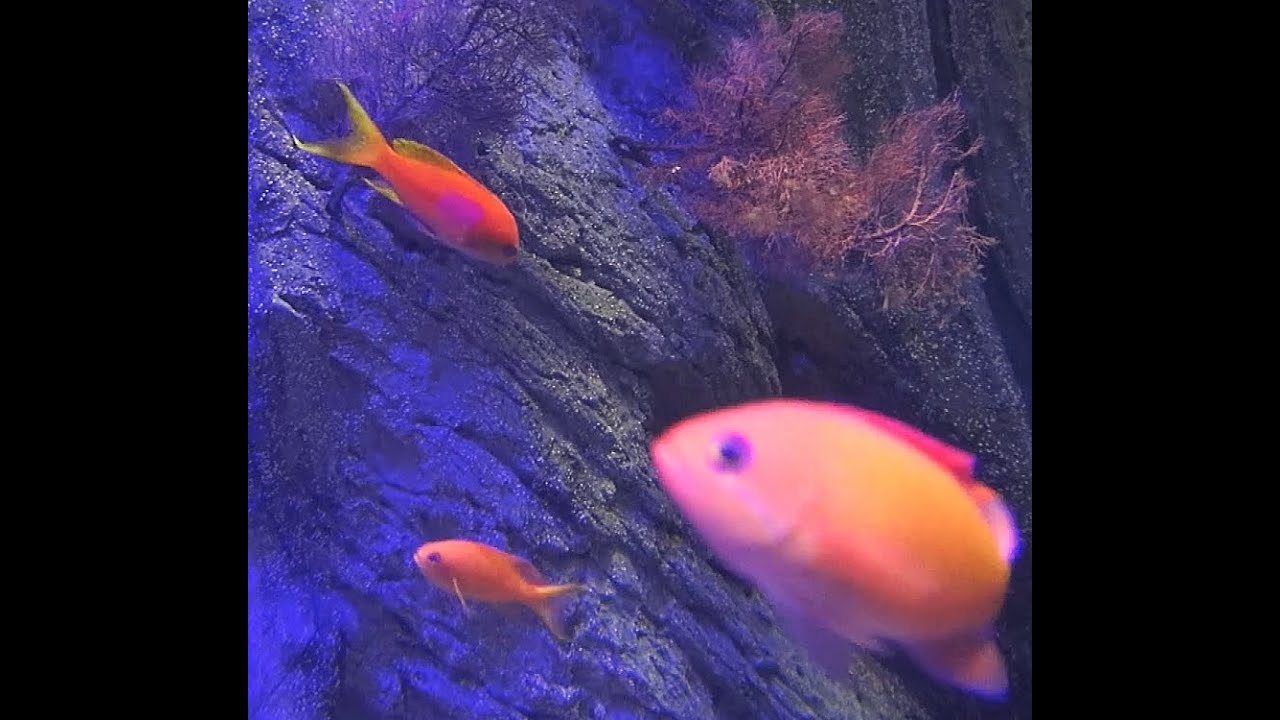 ハナダイ　Sea goldie　新江ノ島水族館 Enosima　Aquarium