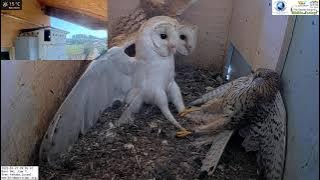 Crazy!!!!! Wild kestrel attacks barn owls pair inside nest and is lucky she escapes with her life!