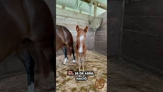 Potrillo tardido Cuarto de milla 🐴 #horse