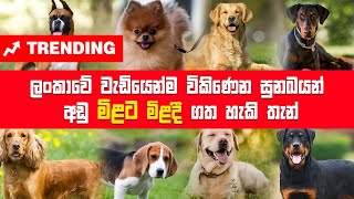 Dogs | Sri Lanka Most Popular 12 Dog Selling Points | Dog Selling Points in sri lanka | Dog show