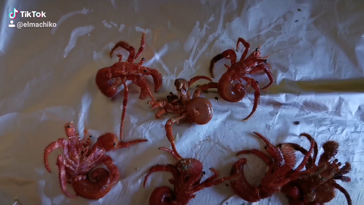 PAGURI DI COMBATTIMENTO