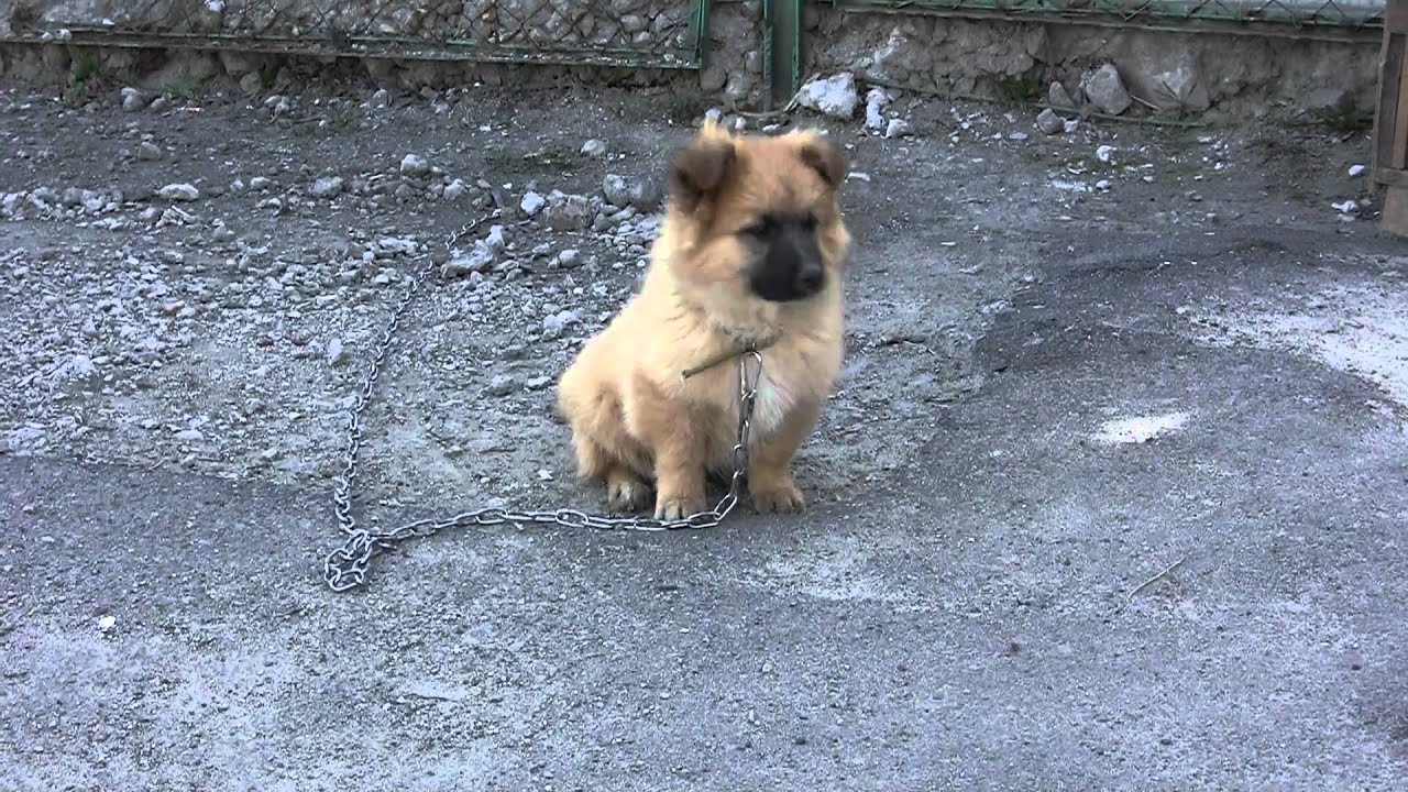 nnnnvad тест Canon Legria HF S20 , щенок ВАСЯ!