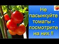 Томаты Не пасынкуйте томаты  Посмотрите на них Больше урожай помидор! Tomato