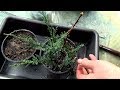 HOW TO GROW PLANTS FROM CUTTINGS? | CYPRESS TREE PROPAGATION