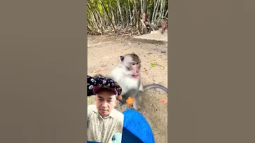 The Mongkey Animals Cute Ekmotahathighumechala Viralvideo 