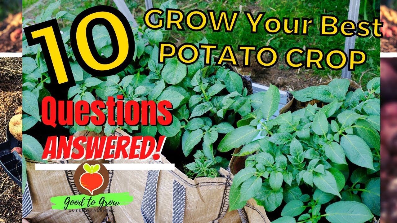 10 Common Potato Growing Questions Answered Gardening For Beginners